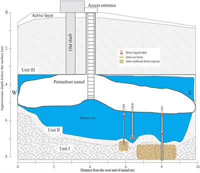 Modeled energetics of bacterial communities in ancient subzero brines